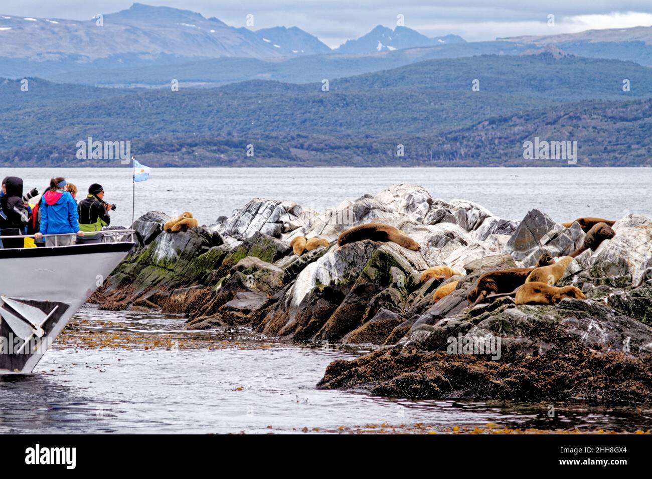 Leoni marini che guardano sulla Rocky la Isla de Los Lobos Islan nel canale di Beagle, Ushuaia, Patagonia, Argentina Foto Stock