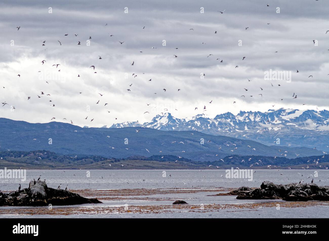 Sud Americana Tern (sterna hirundinacea), Canale del Beagle, Argentina, Sud America Foto Stock