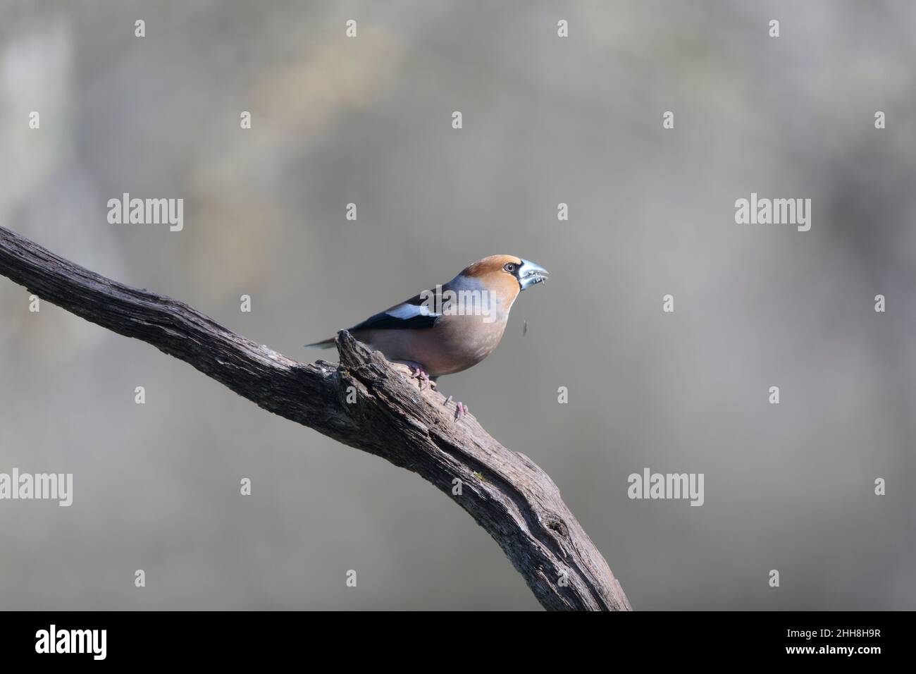 Comune Hawfinch Coccothraustes coccothraustes europeo in vista ravvicinata nei boschi Foto Stock