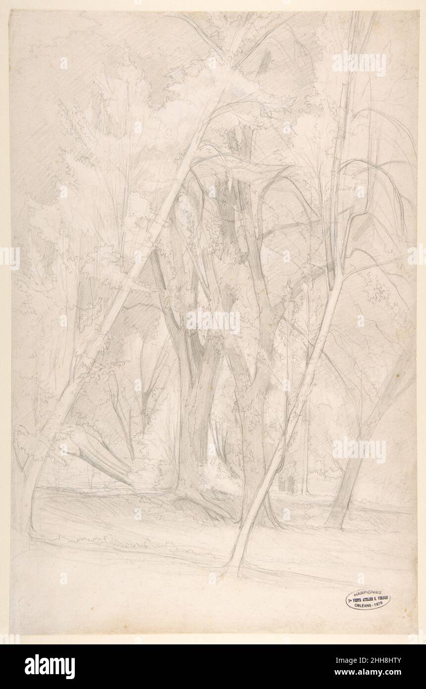 Forest Interior 1835–1916 Henri-Joseph Harpignies Francese. Foresta interno. Henri-Joseph Harpignies (francese, Valenciennes 1819–1916 Saint-Privé). 1835–1916. Grafite. Disegni Foto Stock