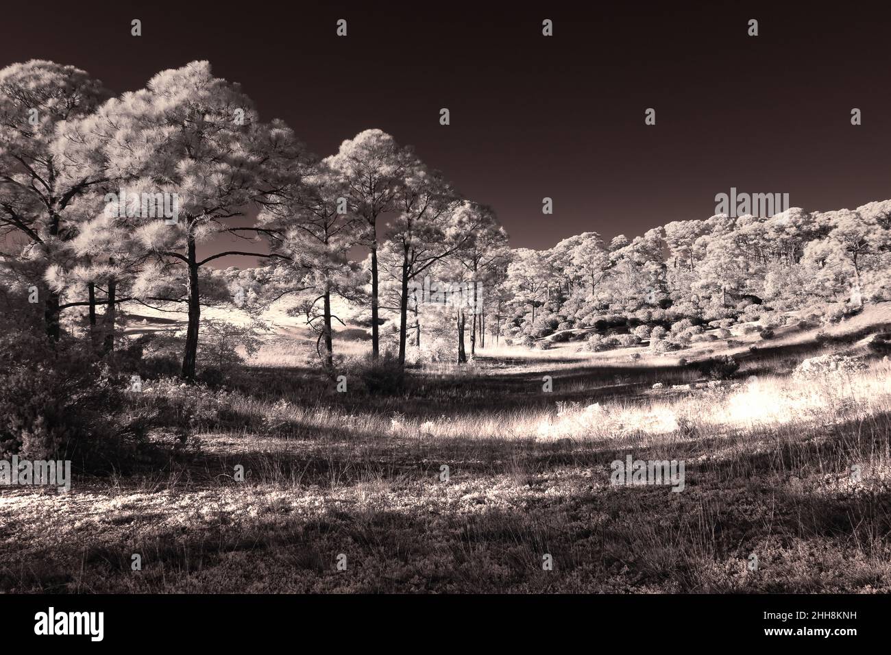 La fotografia a infrarossi rende gli alberi Glow IR720 Foto Stock