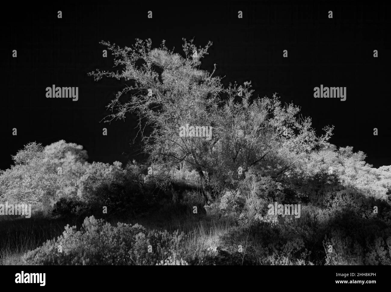 La fotografia a infrarossi rende gli alberi Glow IR720 Foto Stock