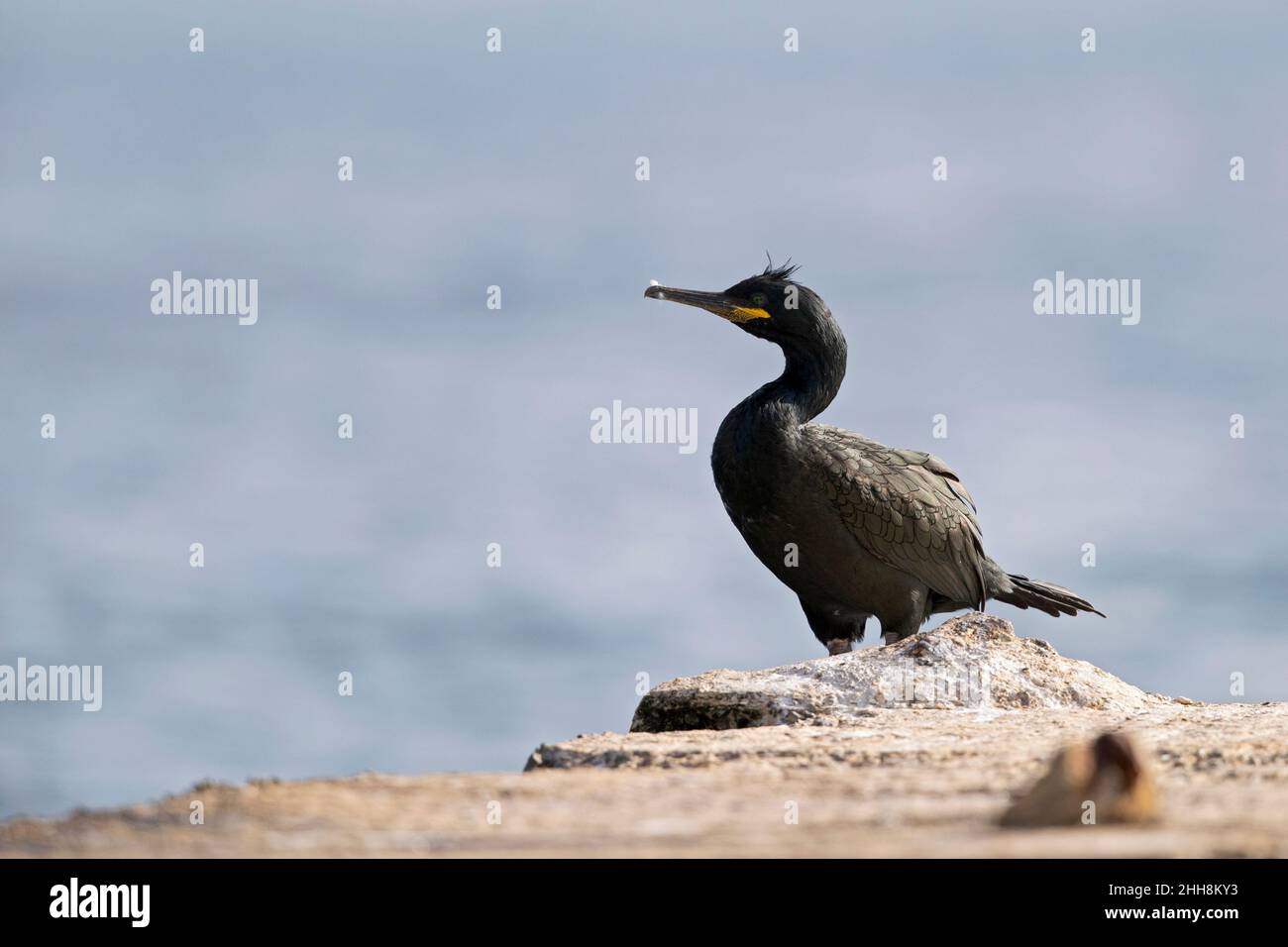 Lo shag europeo (Phalacrocorax aristotelis) arroccato con il Mediterraneo sullo sfondo. Foto Stock