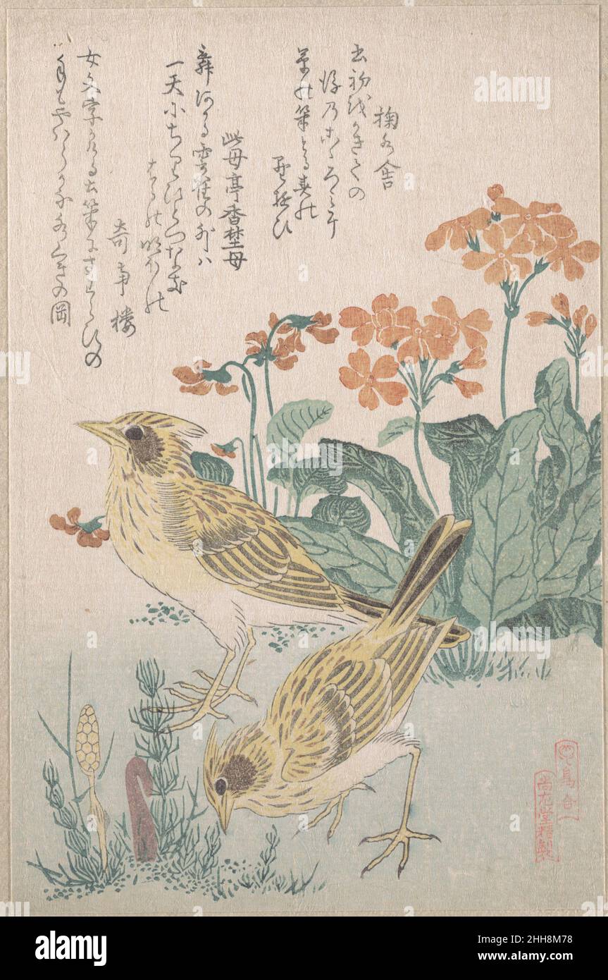 Skylarks e primrose,” della Serie An Array of Birds (Tori awase), dal Spring Rain Surimono Album (Harusame surimono-jō, vol. 3) ca. 1805–10 Kubo Shunman Japanese Surimono sono stampe di blocco di legno pubblicate privatamente, solitamente commissionate da poeti o gruppi di poesie come forma di biglietto di auguri di Capodanno. Le poesie, più comunemente kyōka (verse spiritoso di trentuno sillaba), inscritte sulle stampe includono di solito felicemente immagini connesse con la primavera, che nel calendario lunare inizia il primo giorno del primo mese. I temi del surimono sono spesso eruditi, spesso alludendo alla luce giapponese Foto Stock