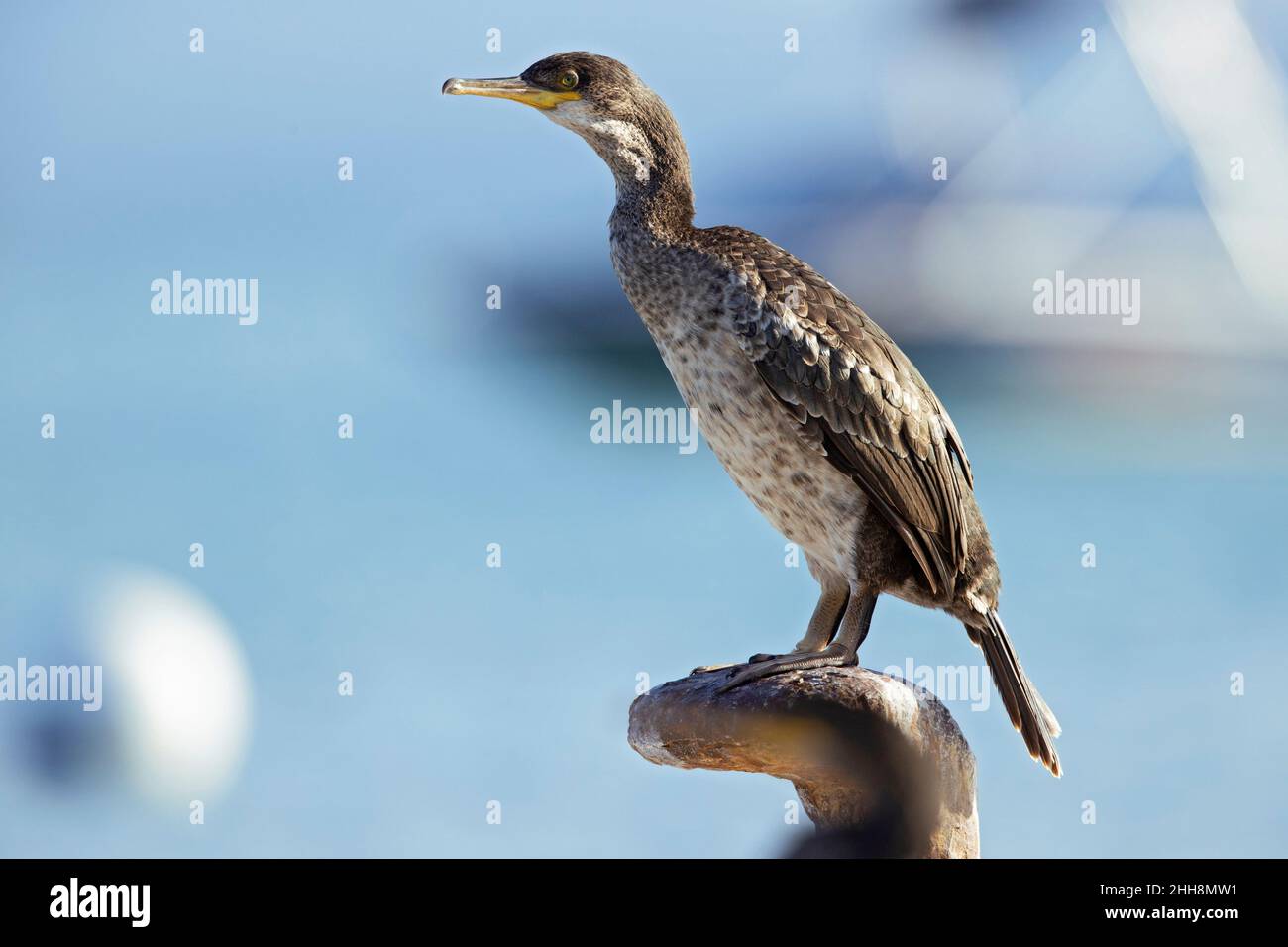 Lo shag europeo (Phalacrocorax aristotelis) arroccato con il Mediterraneo sullo sfondo. Foto Stock