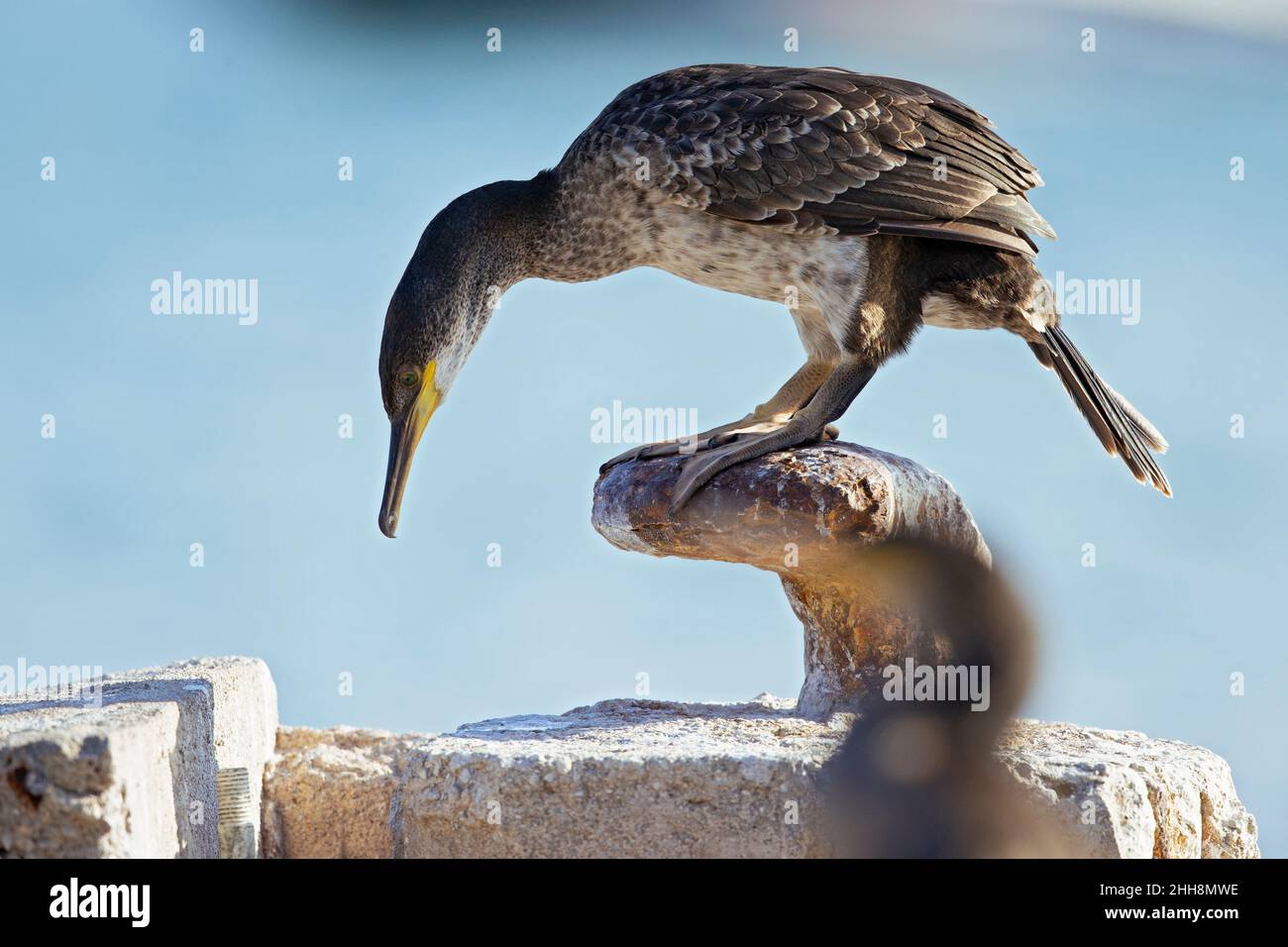 Lo shag europeo (Phalacrocorax aristotelis) arroccato con il Mediterraneo sullo sfondo. Foto Stock