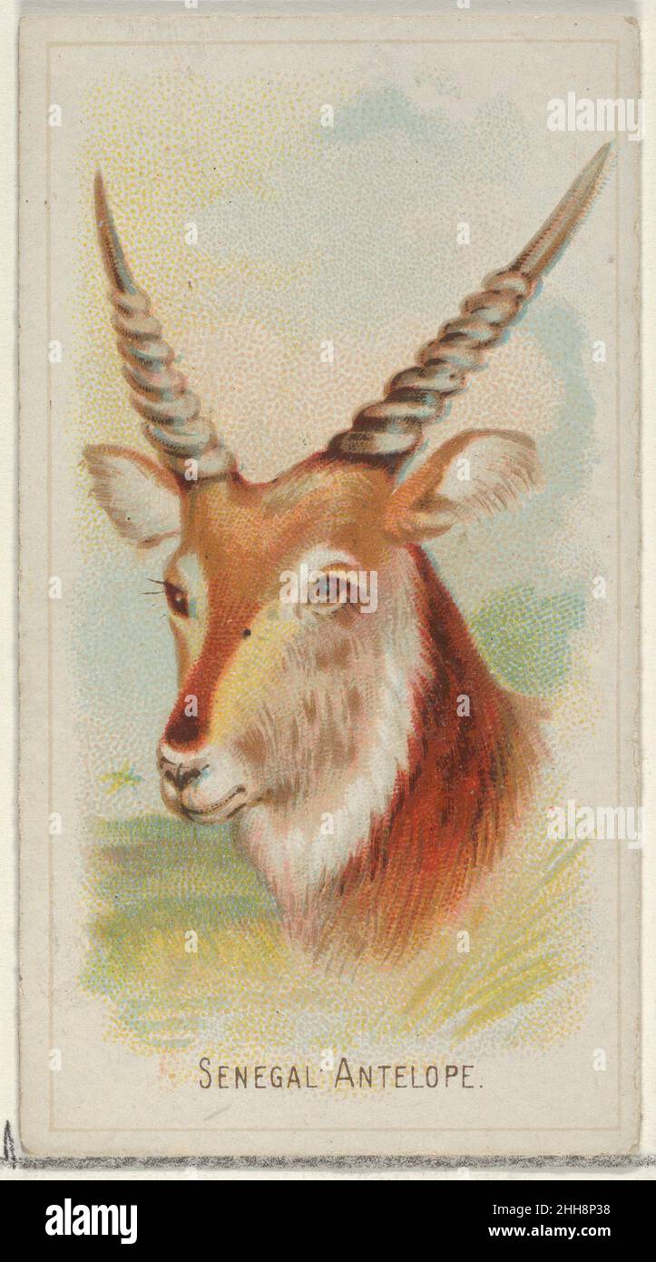 Senegal Antelope, della serie Wild Animals of the World (N25) per sigarette Allen & Ginter 1888 Allen & Ginter American Trade cards della serie 'Wild Animals of the World' (N25), pubblicata nel 1888 in un set di 50 carte per promuovere sigarette a marchio Allen & Ginter. Senegal Antelope, della serie Wild Animals of the World (N25) per sigarette Allen & Ginter. 1888. Litografia commerciale a colori. Allen & Ginter (americano, Richmond, Virginia) Foto Stock
