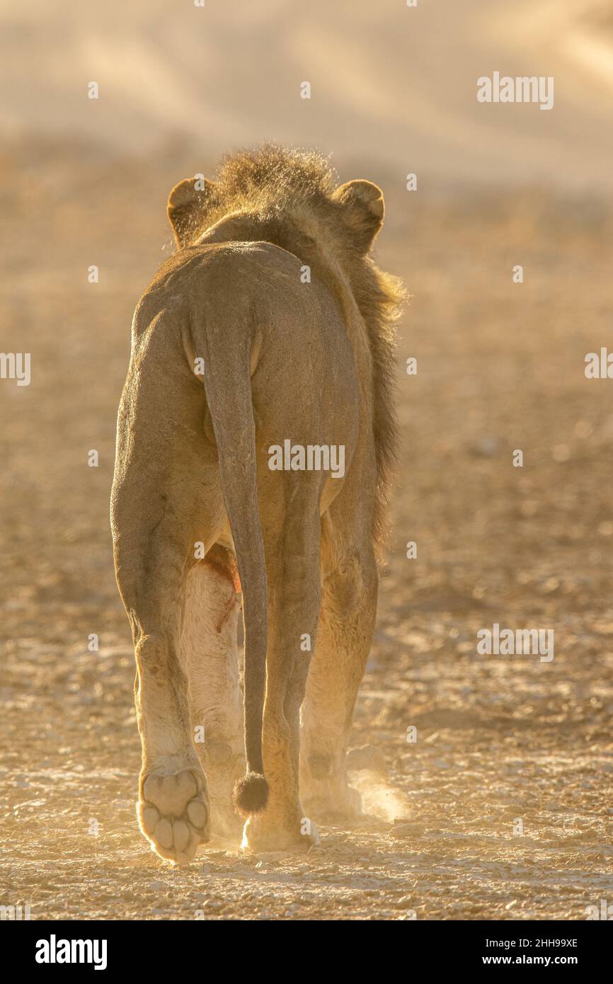 Leone maschio che cammina nel sole dorato di prima mattina nel Kgalagadi Foto Stock