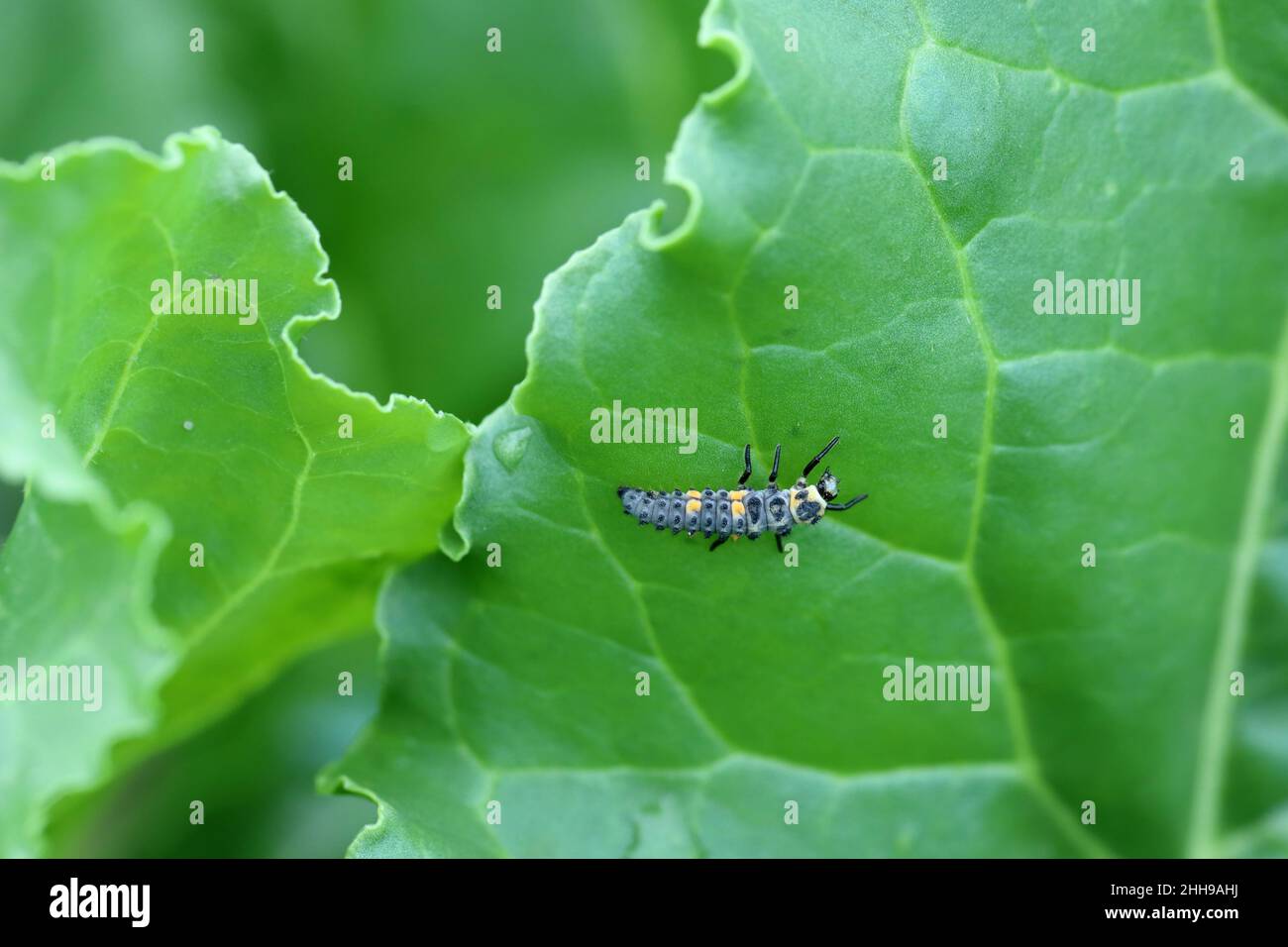 Larve di ladybug a sette punti - Coccinella septempunctata mangiare afidi su foglie di barbabietola da zucchero. Foto Stock