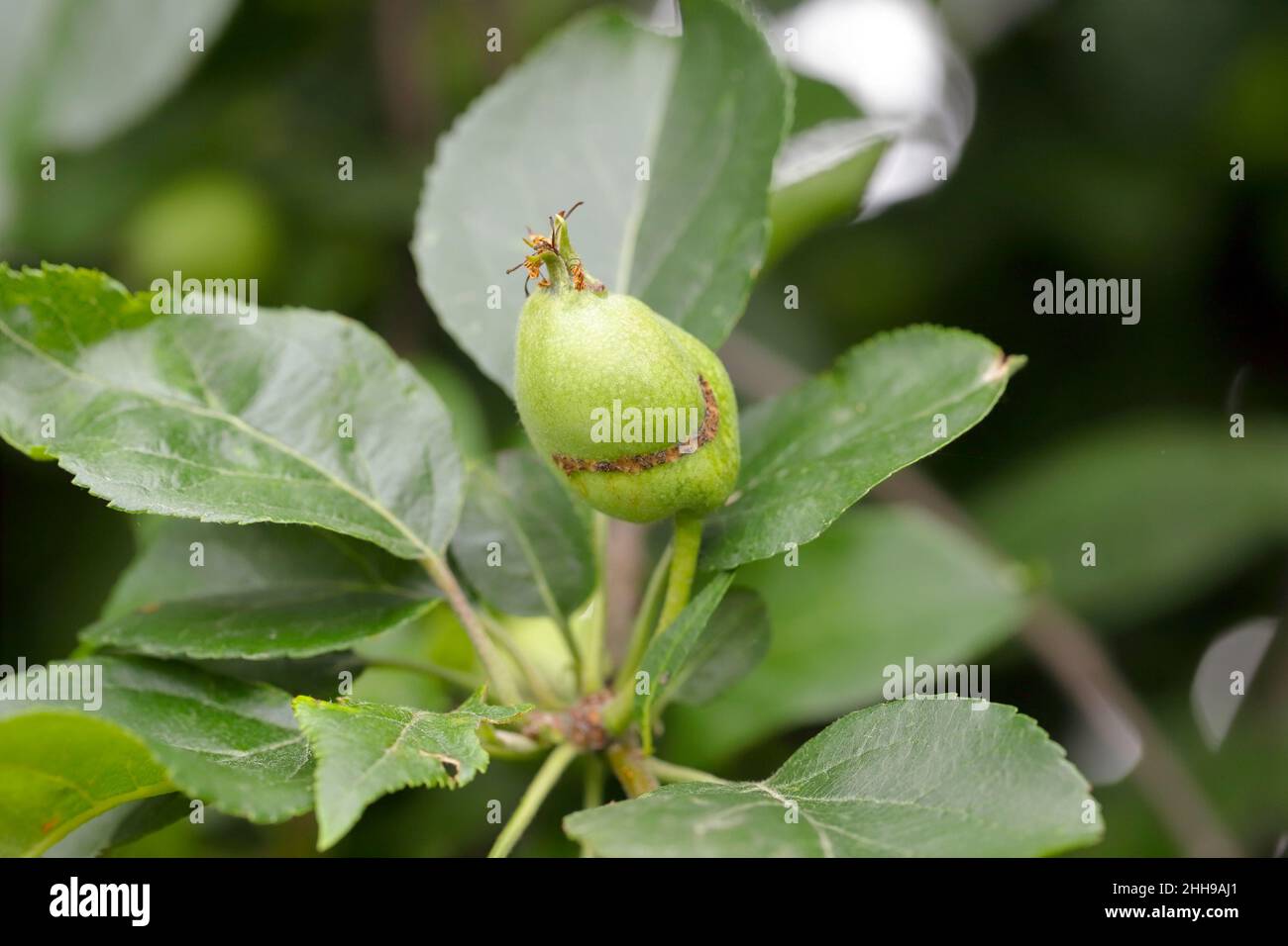 Mela danneggiata da larve di mela seghy europeo - Hoptocampa testudinea. E' uno dei più importanti parassiti nei frutteti e nei giardini. Foto Stock