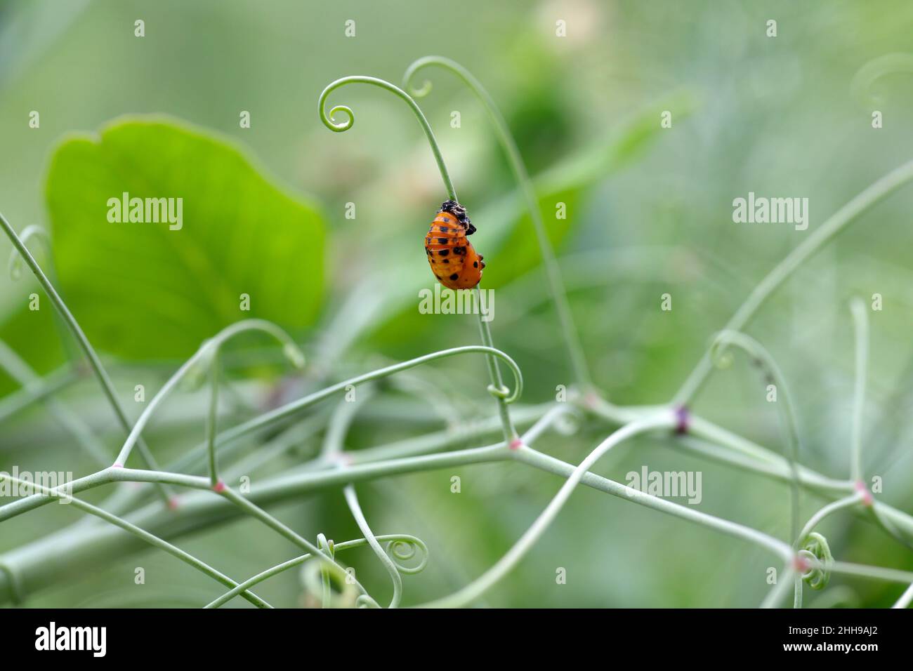 Pupa di ladybug comune su piselli spara in un campo coltivato. Foto Stock