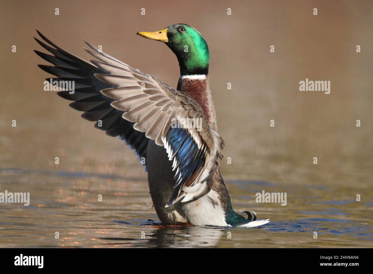 Drake Mallard anatra Anas platyrhynchos che batte le ali per agitare via l'acqua Foto Stock