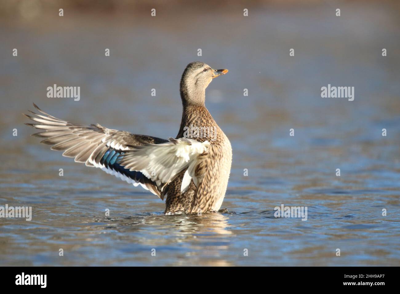 Gallina anatra mallardo Anas platyrhynchos che batte le ali per agitare via l'acqua Foto Stock