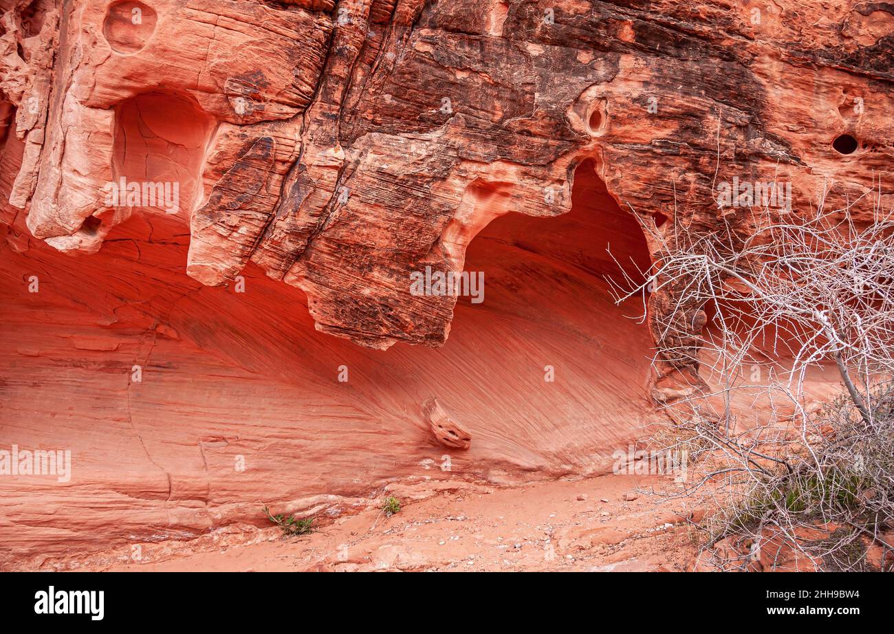 Overton, Nevada, USA - 24 febbraio 2010: Valle del fuoco. Primo piano di cracking, foderato e in parte annerito tenda-come roccia rossa di fronte al lar Foto Stock