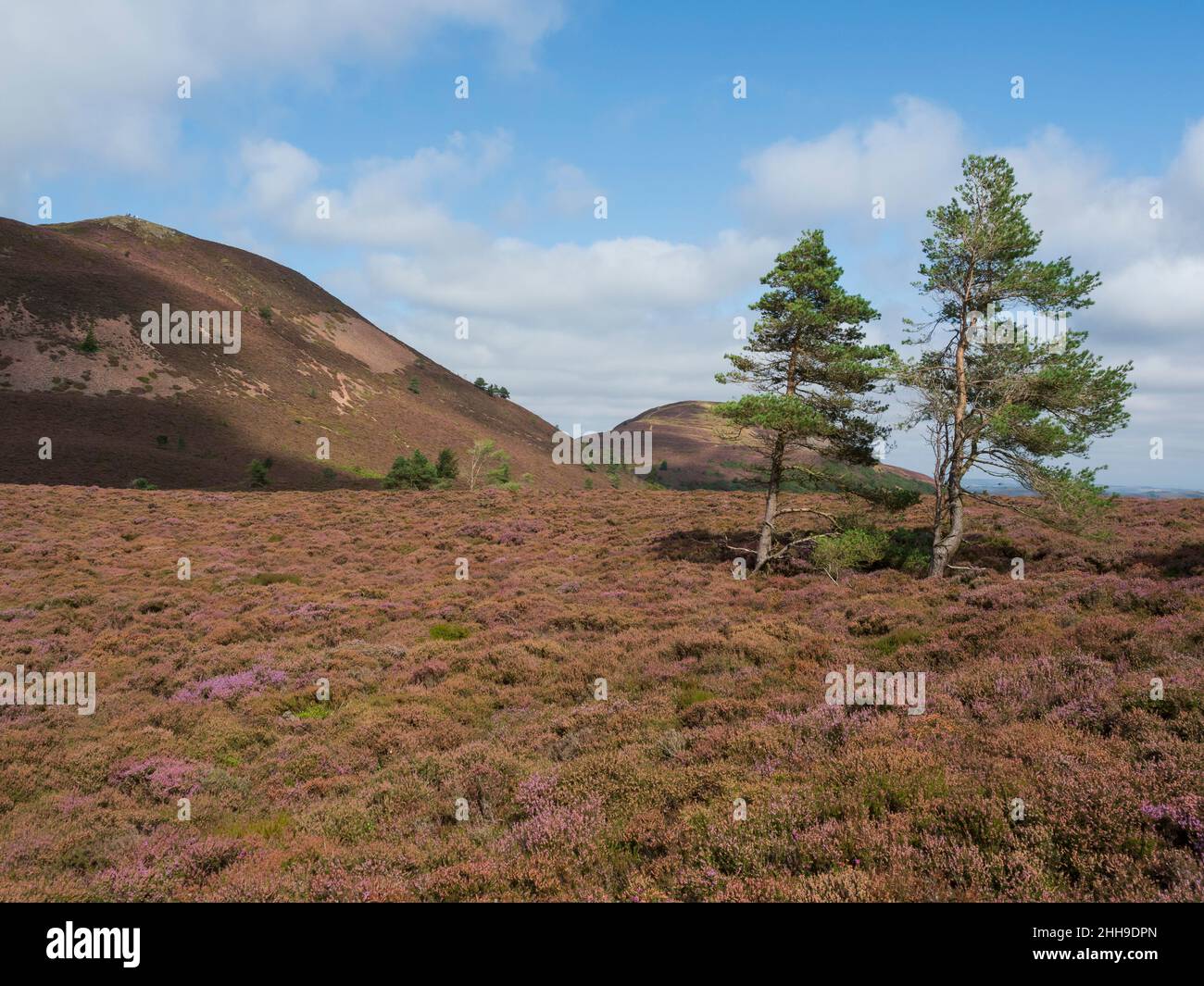 Eildon Hills, Melrose, Scottish Borders, UK - a 10km walk takes in all three summits of the hills. Foto Stock