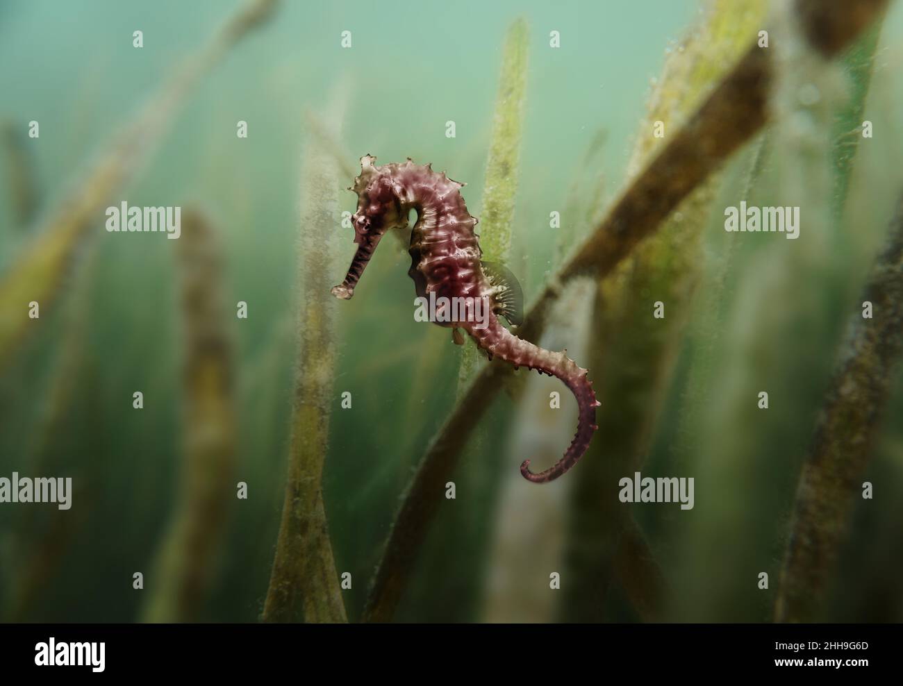 Cavalluccio marino che vive nel Tamigi a Londra, dopo che il fiume è stato dichiarato "biologicamente morto" Foto Stock