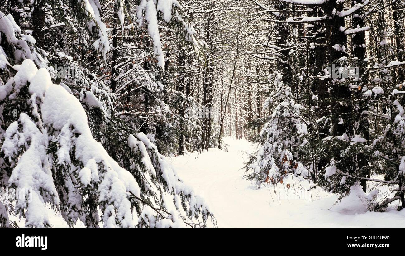 Sentiero del New England attraverso la foresta in inverno Foto Stock