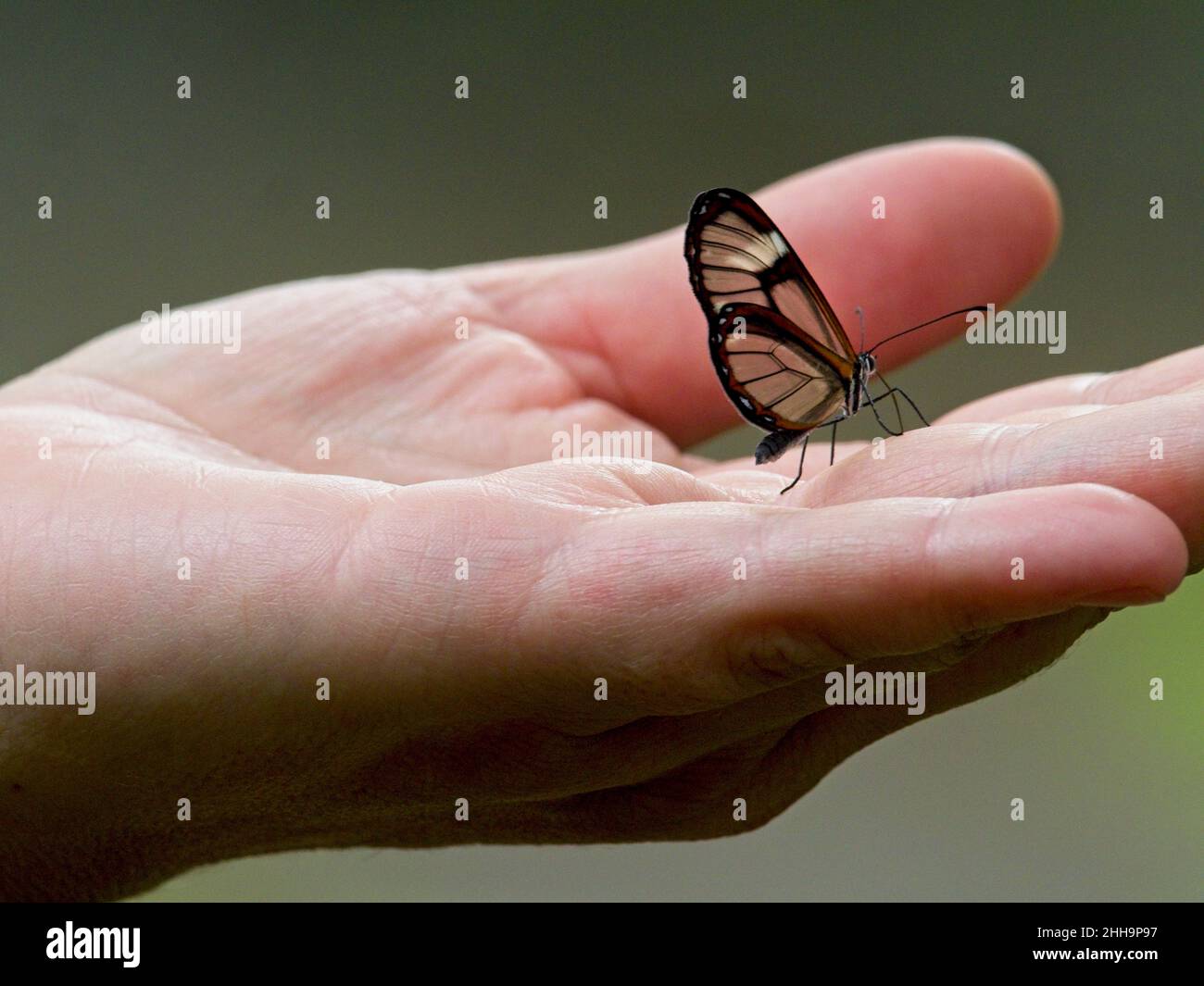 Primo piano di una farfalla di Glasswing (Greta oto) che riposa a Vilcabamba, Ecuador. Foto Stock