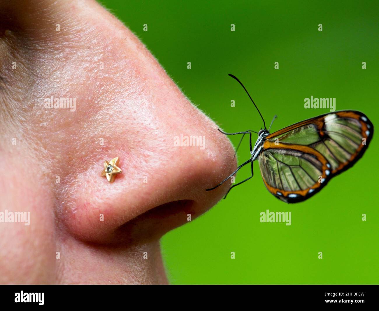 Primo piano di una farfalla di Glasswing (Greta oto) che riposa sul naso a Vilcabamba, Ecuador. Foto Stock