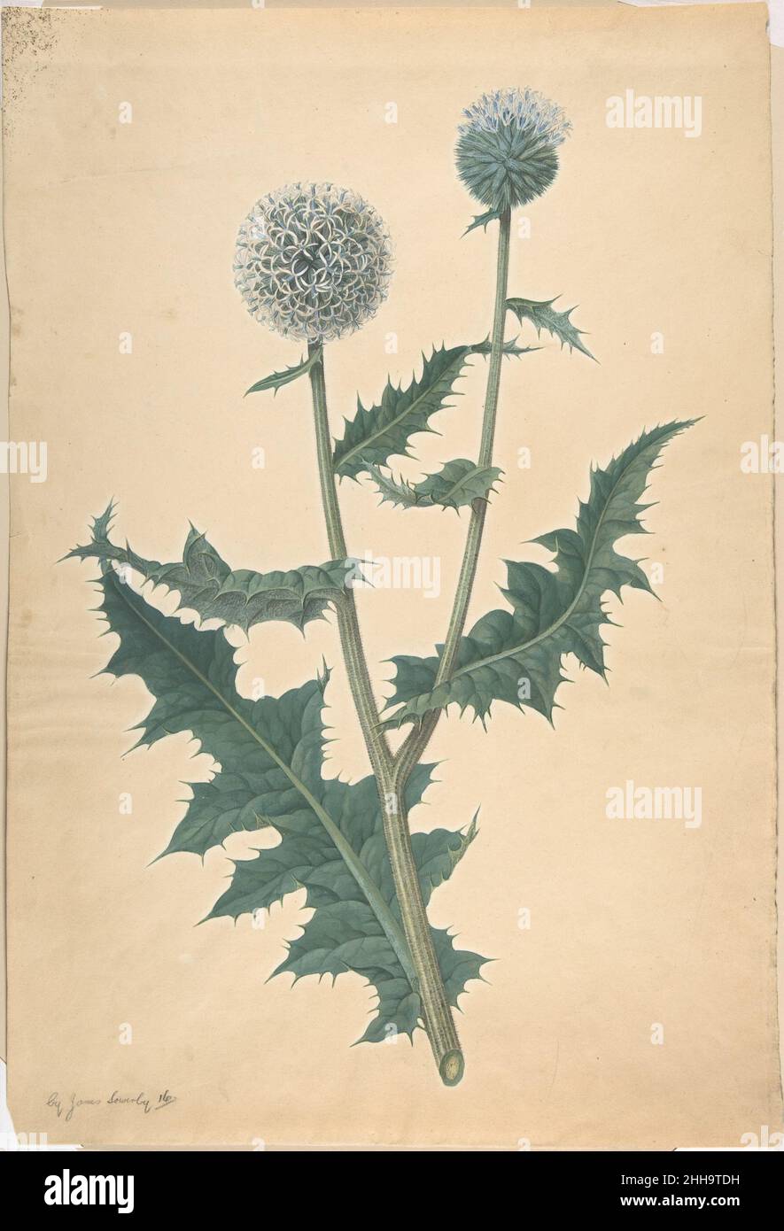 Studio di un Thistle prima del 1822 James Sowerby British i Sowerberys erano una famiglia inglese di naturalisti, collezionisti, artisti ed editori che offrivano al pubblico, amatoriale e professionale, una vasta selezione di importanti, originali, opere illustrate sulla storia naturale. James Sowerby, che ha disegnato questa immagine impressionante di un cardo, ha fondato la dinastia ed è noto per il suo lavoro illustrativo nei trentasei volumi del Botany inglese di James Smith (1790-1814). Per i suoi allievi e per altri 'giovani principianti' ha scritto una facile Introduzione al disegno dei fiori secondo la natura. Studio di un Thistle 3 Foto Stock
