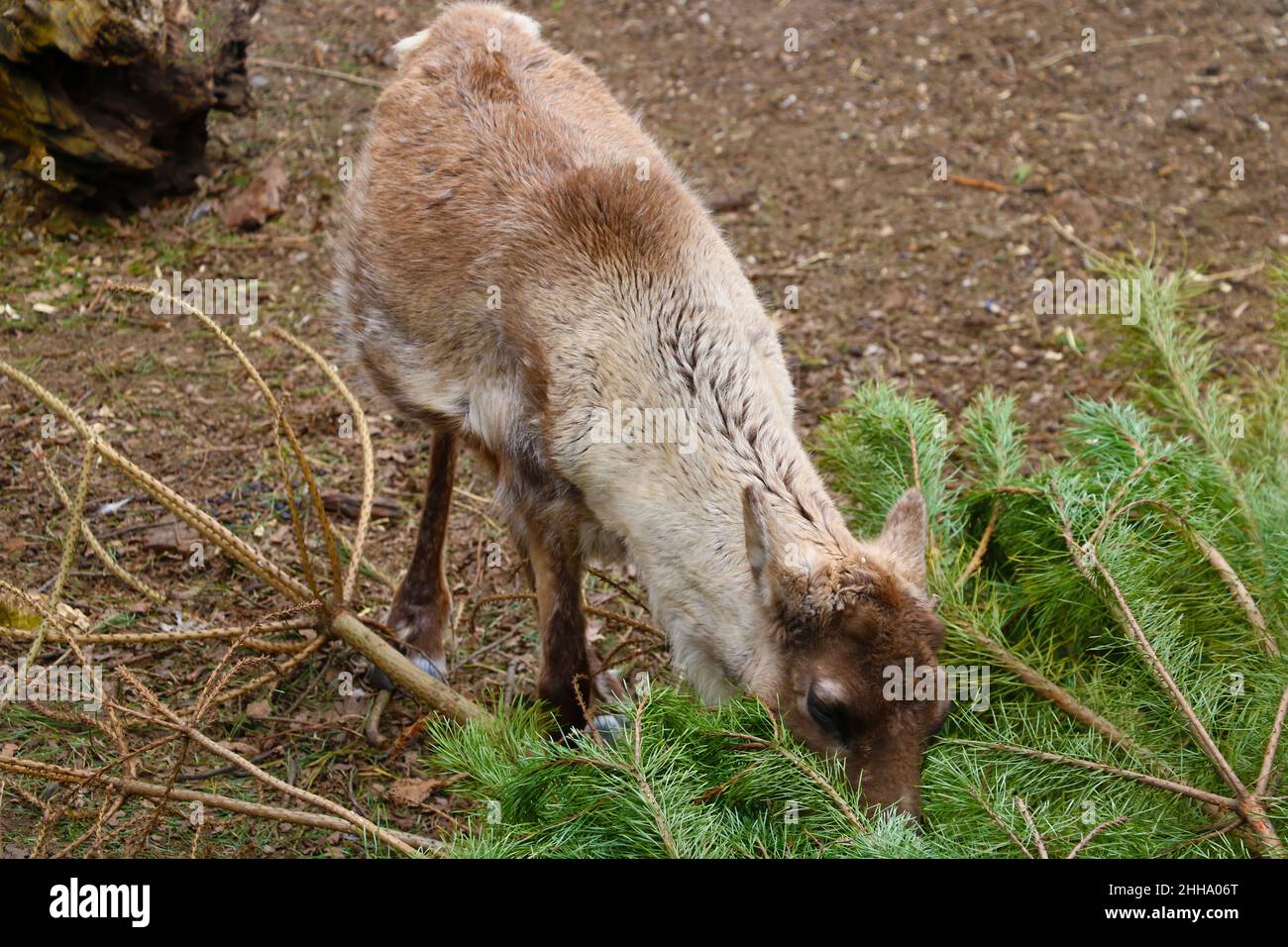 Un cervo sta mangiando un ramo verde di un albero di abete Foto Stock