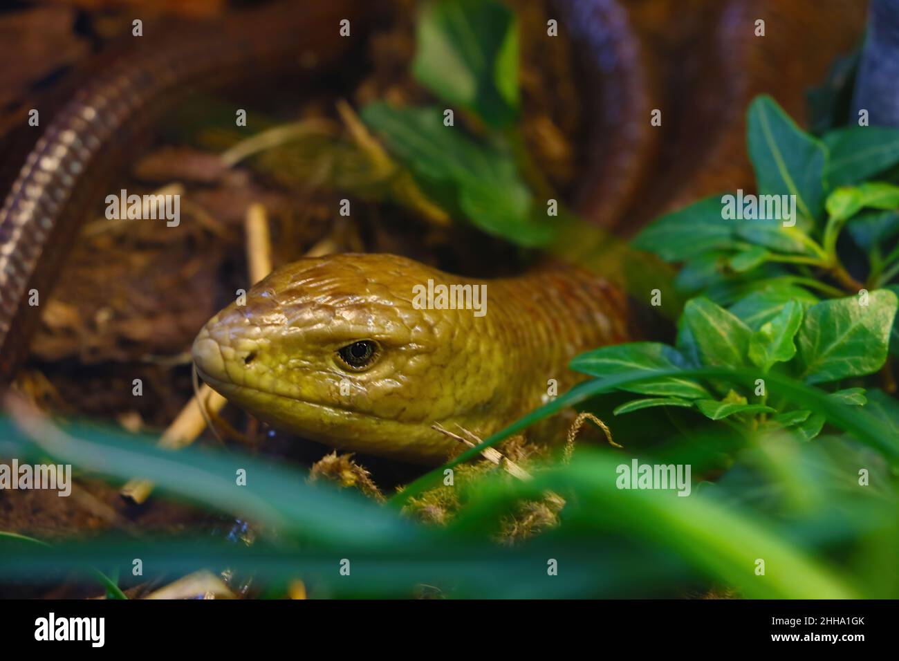 Un serpente giallo si nasconde nell'erba verde. Fuori fuoco Foto Stock