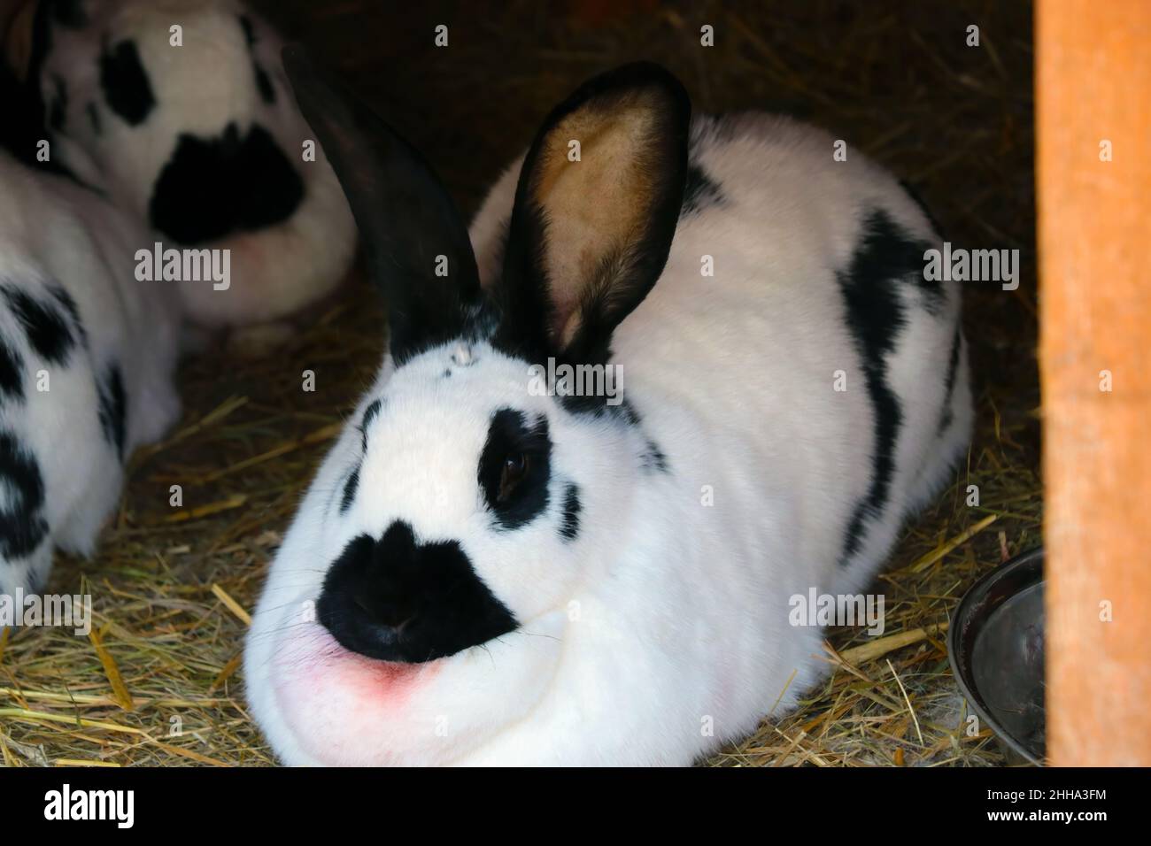 Primo piano di un coniglio adulto in una gabbia Foto Stock