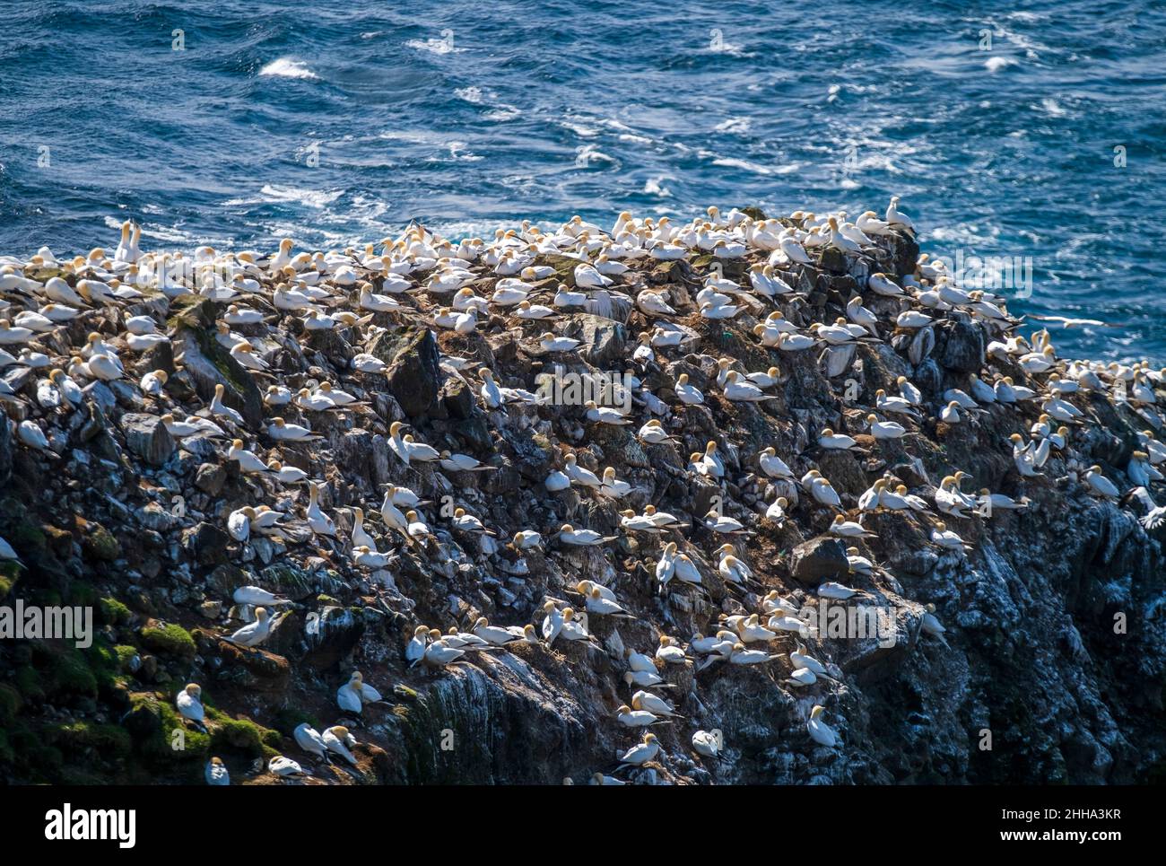 Una scogliera piena di gannette che si accoppiano alle Isole Faroe. Foto Stock
