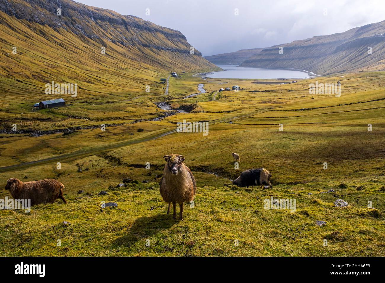 Un campo panoramico con pecore nelle isole Faroe. Foto Stock