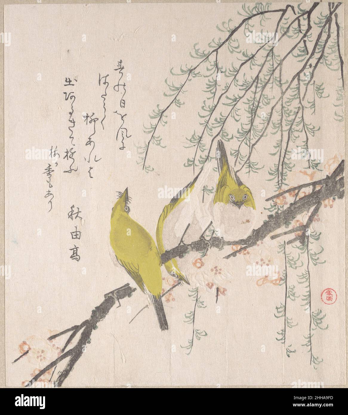 Japanese White-Eyes with Plum Tree and Willow, from Spring Rain Surimono Album (Harusame surimono-jō, vol. 3) ca. 1810 Kubo Shunman Japanese Surimono sono stampe di blocco di legno pubblicate privatamente, solitamente commissionate da poeti o gruppi di poesie come forma di biglietto di auguri di Capodanno. Le poesie, più comunemente kyōka (verse spiritoso di trentuno sillaba), inscritte sulle stampe includono di solito felicemente immagini connesse con la primavera, che nel calendario lunare inizia il primo giorno del primo mese. I temi del surimono sono spesso eruditi, spesso alludendo ai classici letterari giapponesi in entrambi i testi Foto Stock