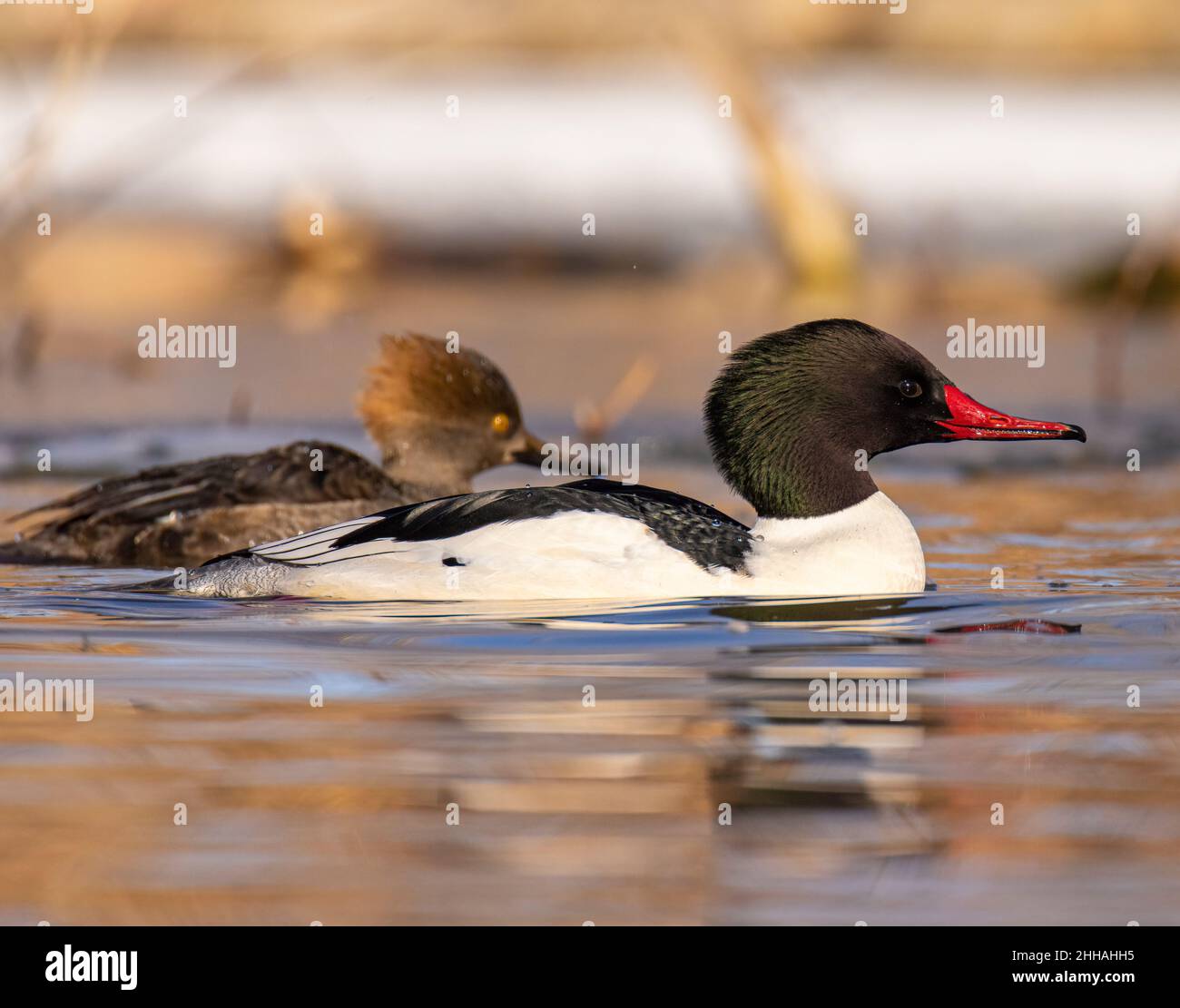 Comune merganser (Mergus merganser) nuoto sullo stagno in piumage riproduttivo pieno agganciato merganser (Lophodytes cullatus) gallina in background Colorado, Stati Uniti Foto Stock