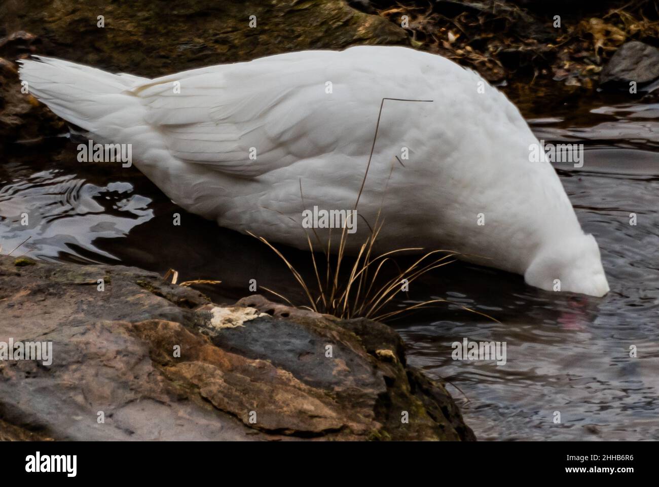 Waterfowl Foraging for Food on a Cold Winter Day, Heritage Rail Trail County Park, York County, Pennsylvania, USA Foto Stock