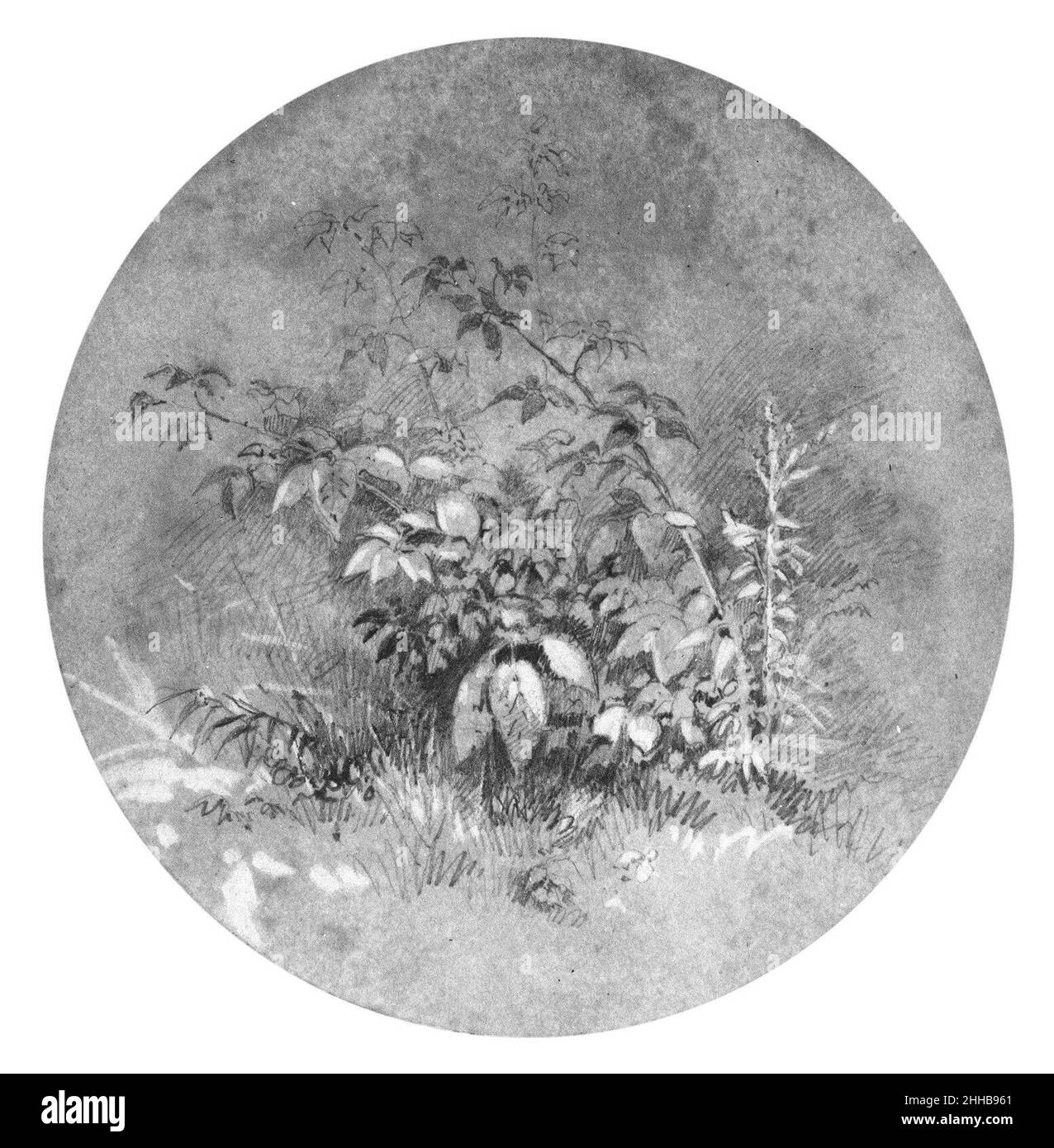 Studio di Ground Foliage (dall'album di Cropsey) attribuito a William Trost Richards American. Studio di Ground Foliage (dall'album di Cropsey). Attribuito a William Trost Richards (americano, Philadelphia, Pennsylvania 1833–1905 Newport, Rhode Island). Americano. Grafite e gouache bianche su carta a buccia di colore Foto Stock