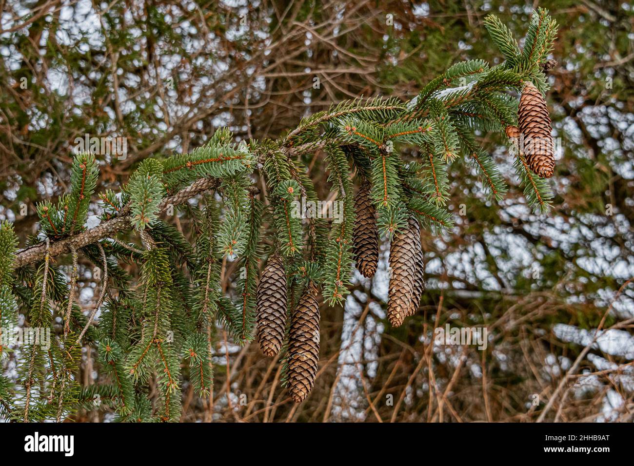 Pinecones in un giorno freddo di inverno, York County, Pennsylvania, Stati Uniti Foto Stock