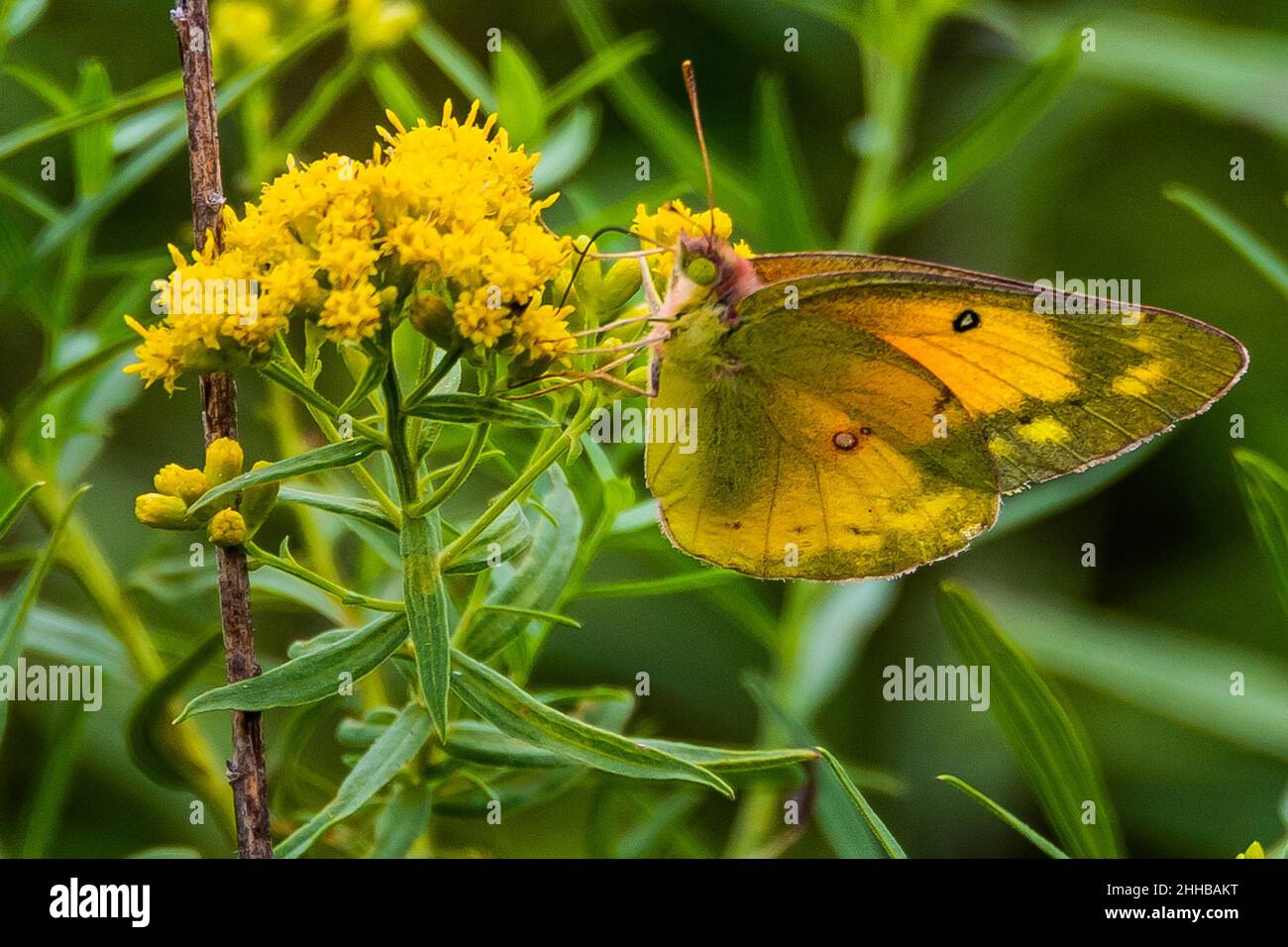 Orange Sulphur Butterfly, Richard M Nixon County Park, York County, Pennsylvania, Stati Uniti Foto Stock