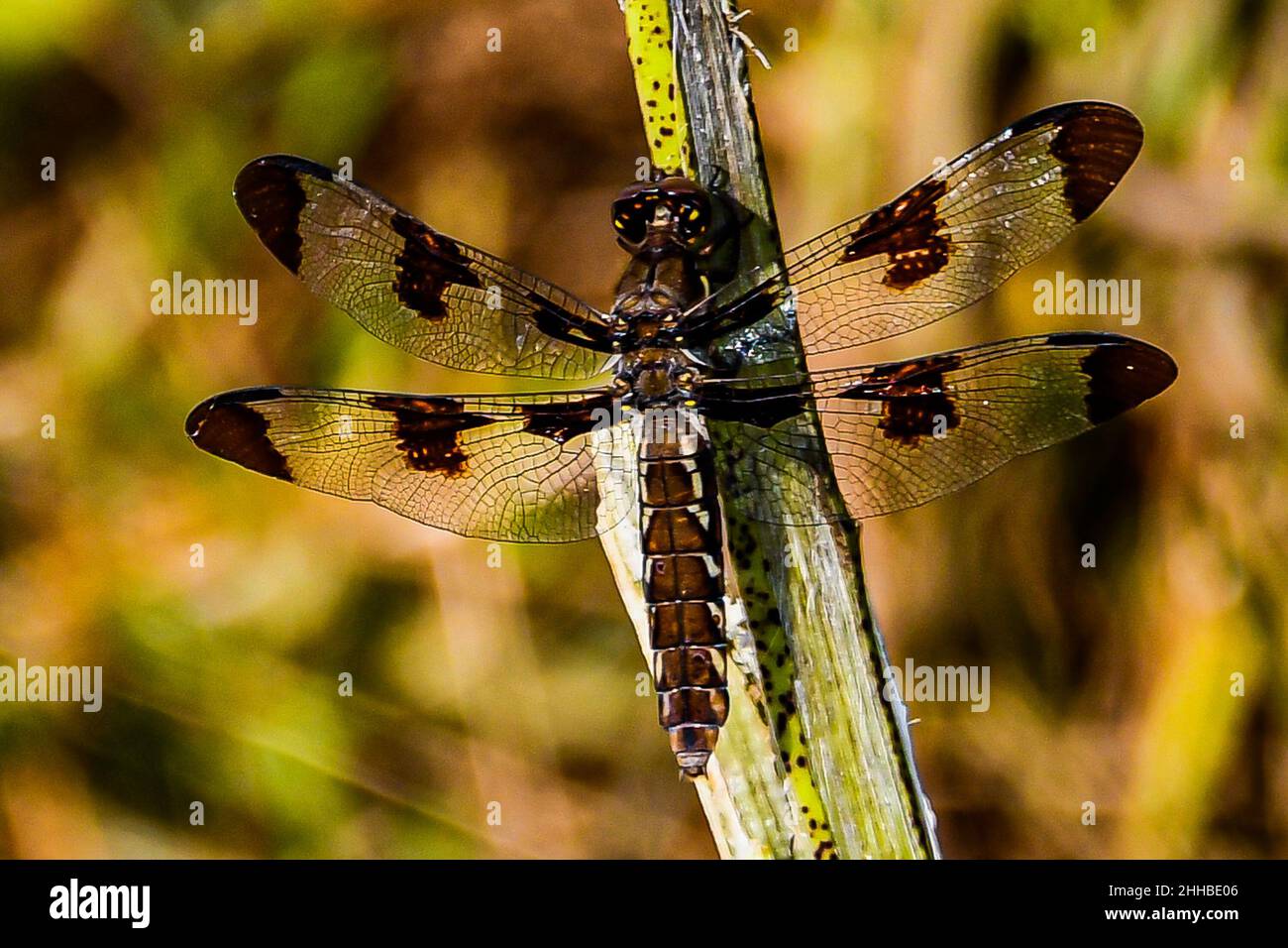 Foto di una Dragonfly scattata durante l'escursione all'Old Field Trail, Richard M Nixon County Park, Pennsylvania USA Foto Stock