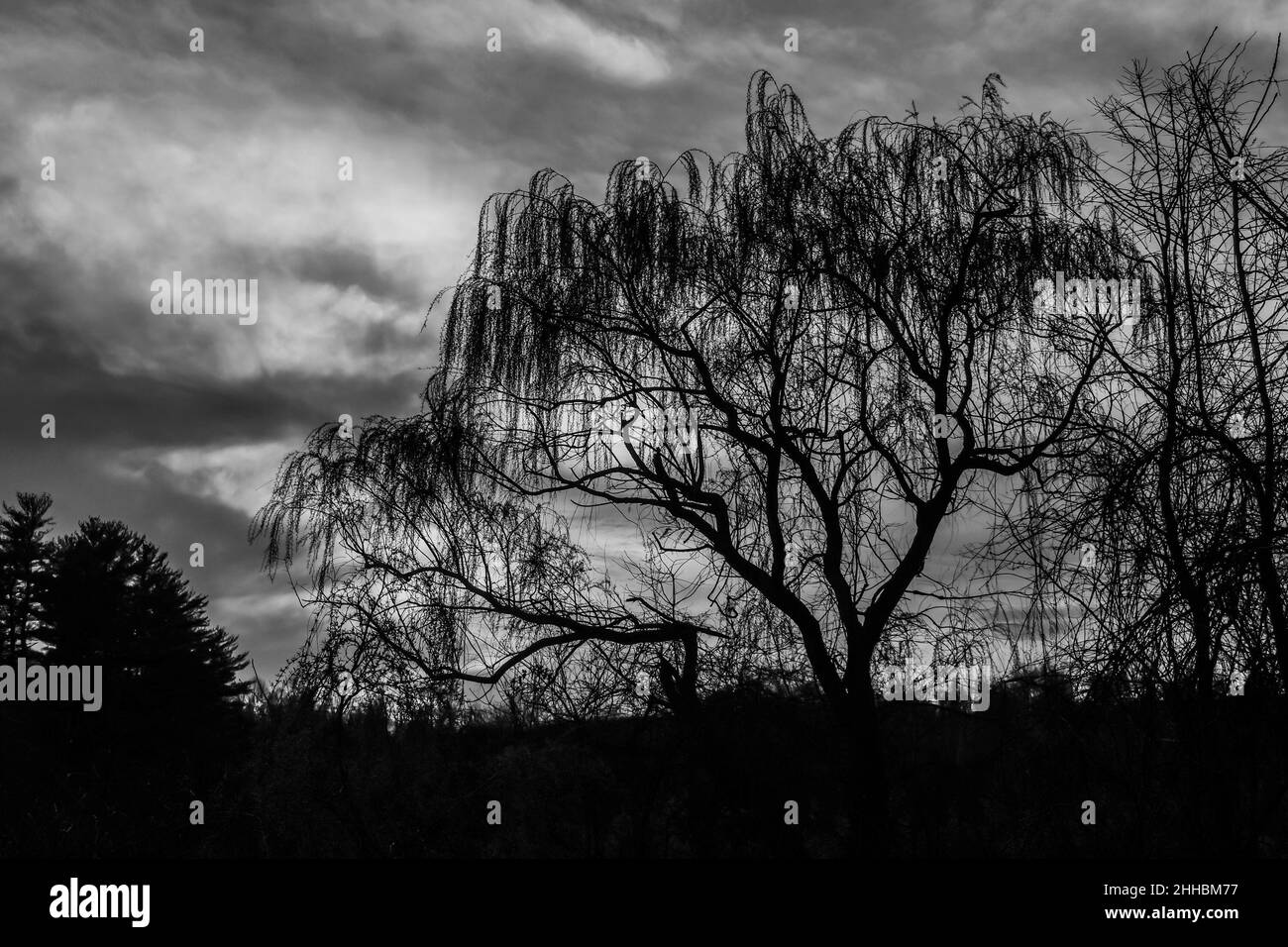 Ecco una foto di un Willow Tree scattata in bianco e nero in una serata tempesta all'inizio della primavera del 2020 a Lake Williams, York County, Pennsylvania USA Foto Stock