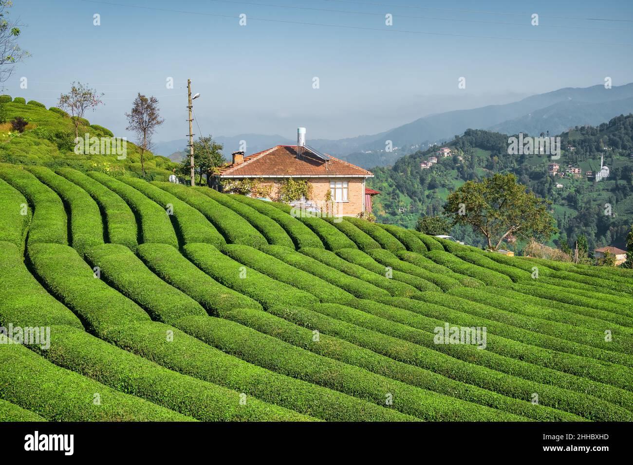 Bellissimo giardino del tè nella regione del Mar Nero, Rize, Turchia. Foto Stock