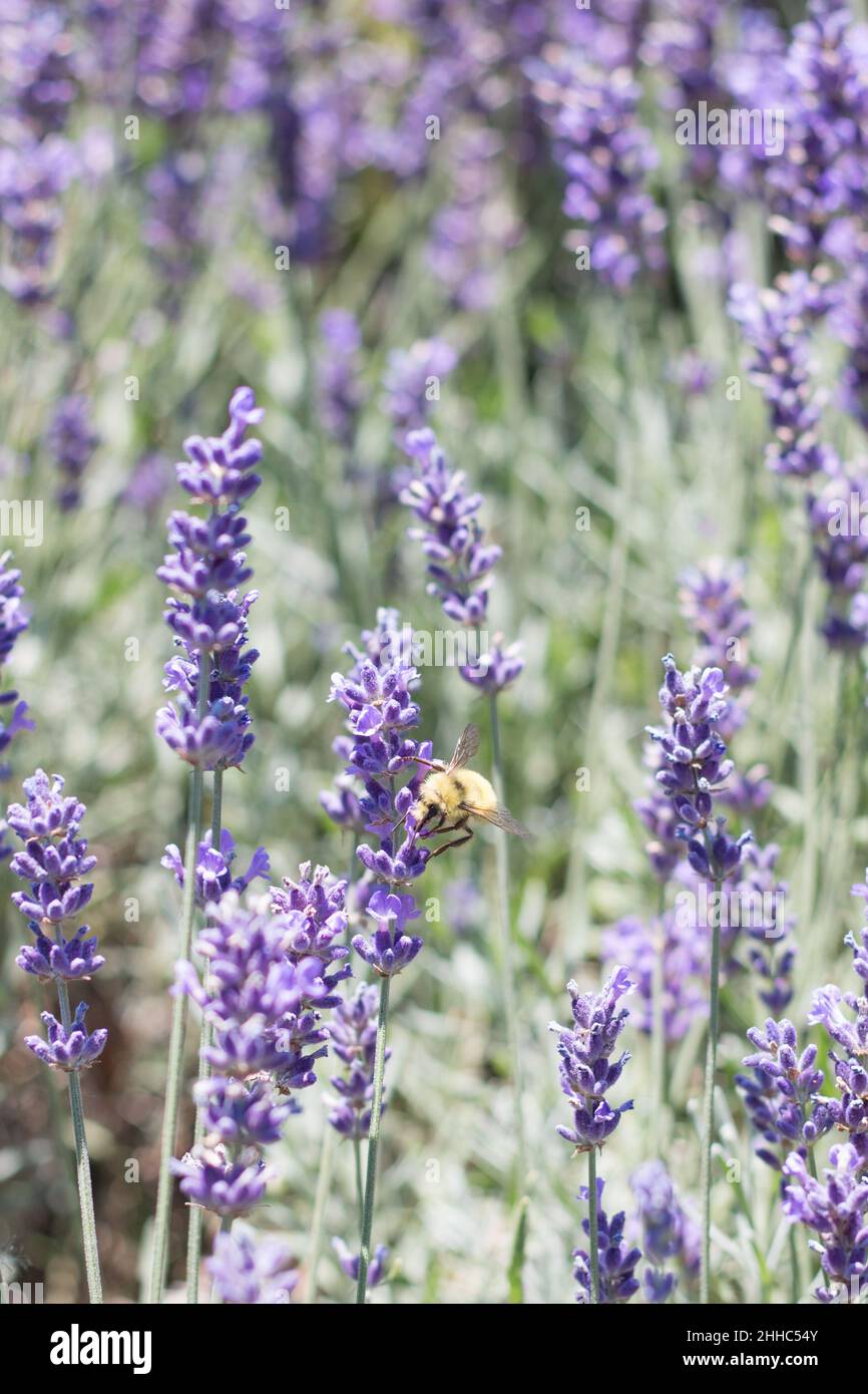 Un'ape impollinata impollina fiori di lavanda in una fattoria di lavanda nella Columbia Britannica, Canada Foto Stock
