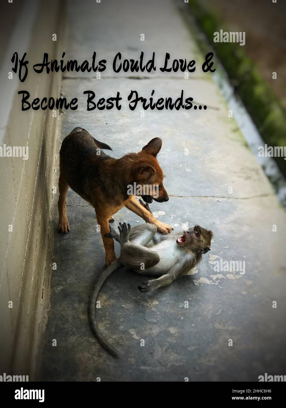Se l'animale potrebbe amare e diventare migliore amico testo su immagine con cane e scimmia giocare sfondo. Foto Stock