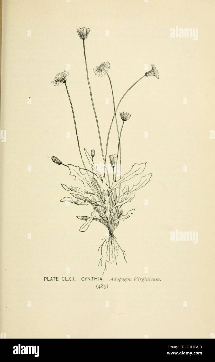 Alberi e fiori selvatici del sud (pagina 489, piatto CLXII) Foto Stock