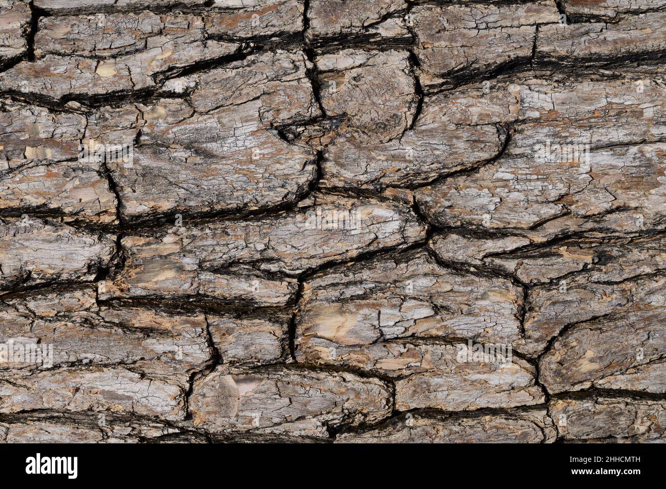 Materiale di fondo naturale della struttura della corteccia Foto Stock