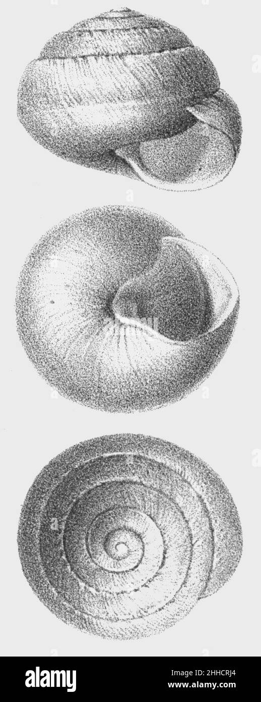 Sphincterochela baetica - Hidalgo 1875-1884 pl 17 Fig. 166-168. Foto Stock