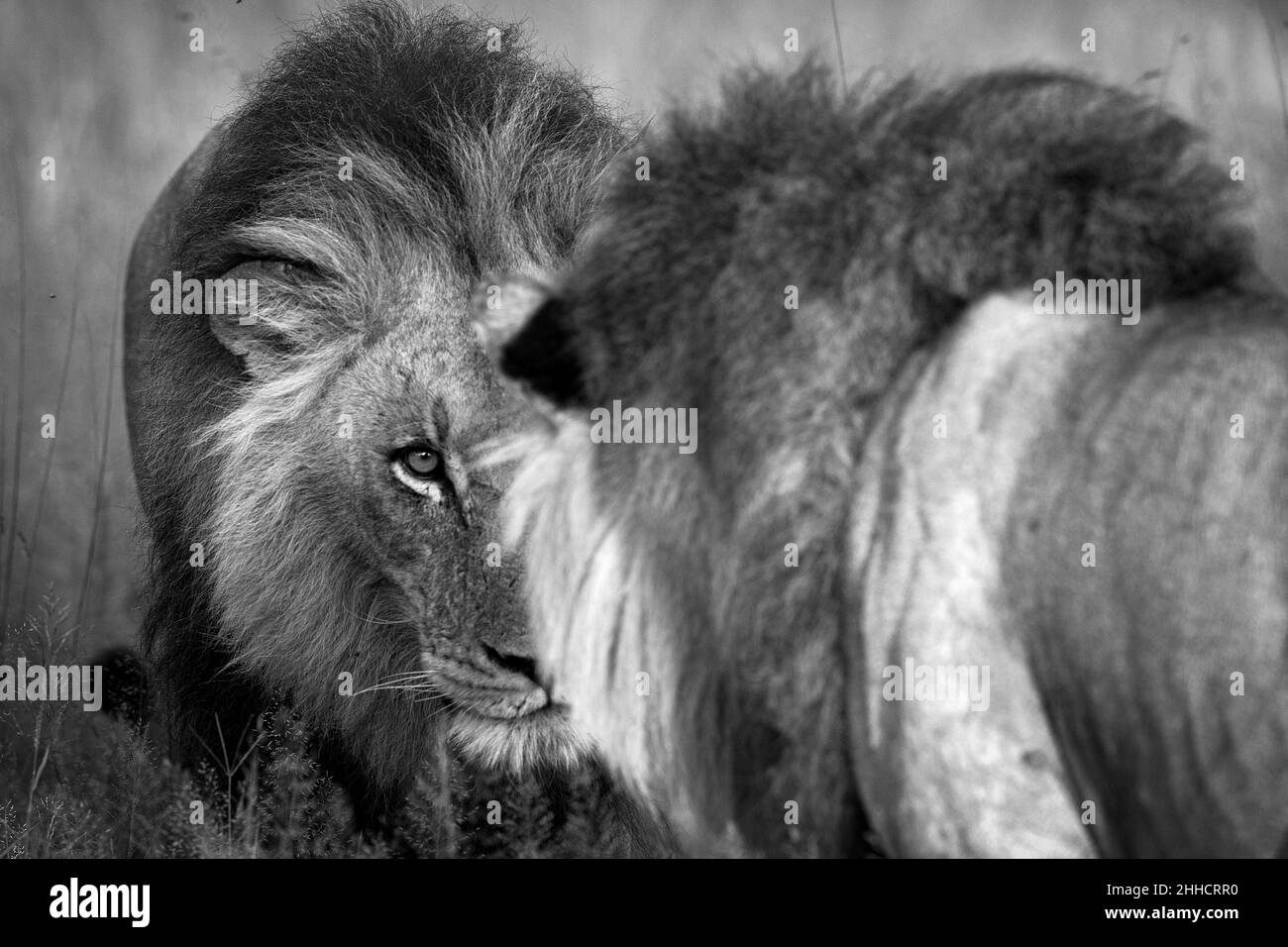 Un leone nel Delta del Botswana di Okavango il 15 gennaio 2022 Foto Stock