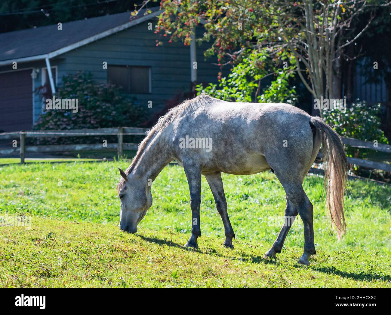 Cavallo grigio pascolo su pascolo verde in Canada. Cavalli al pascolo sul campo Foto Stock