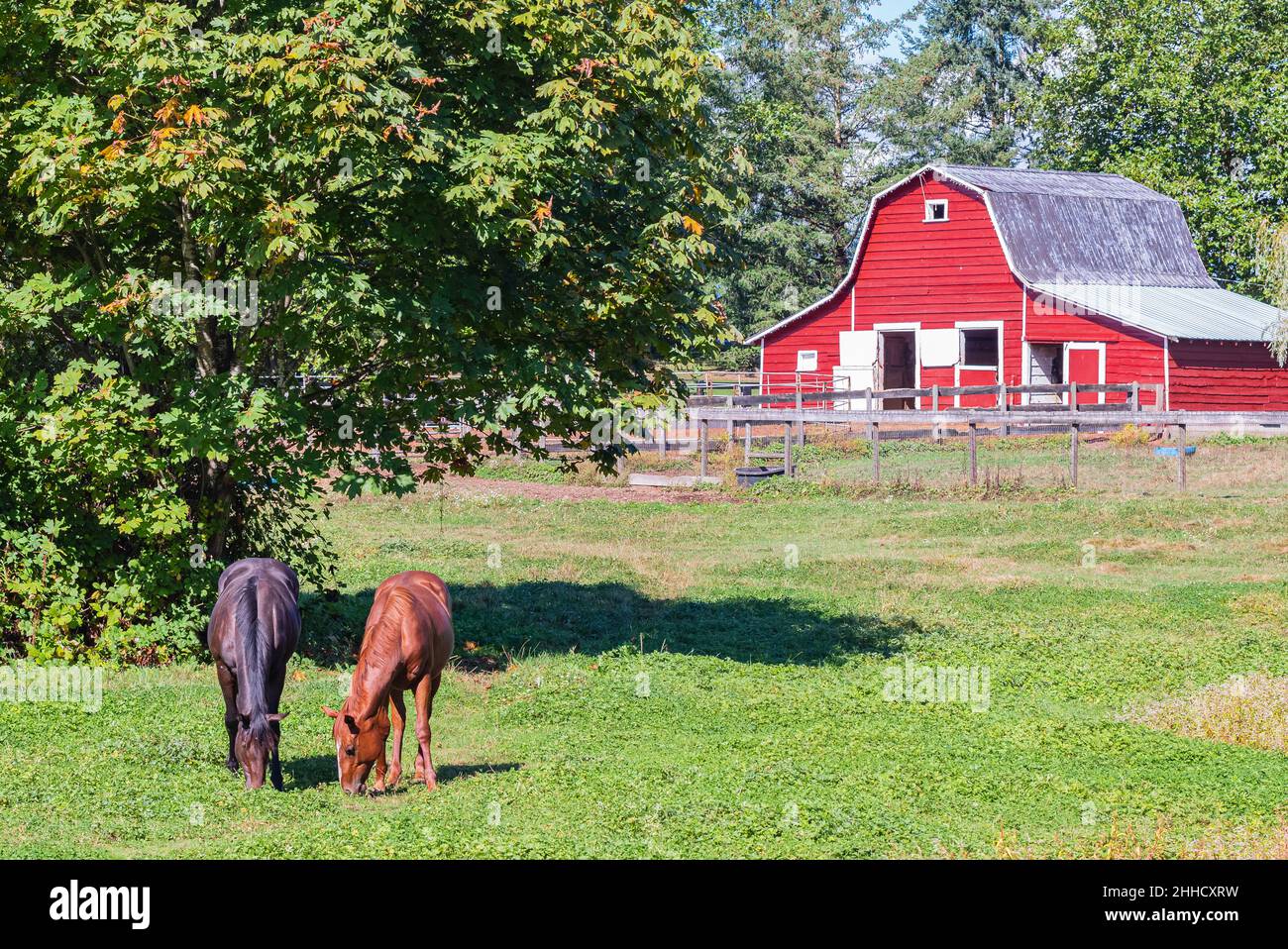 Cavalli bruni che pascolo su pascolo verde in Canada. Cavalli al pascolo e granaio rustico rosso Foto Stock