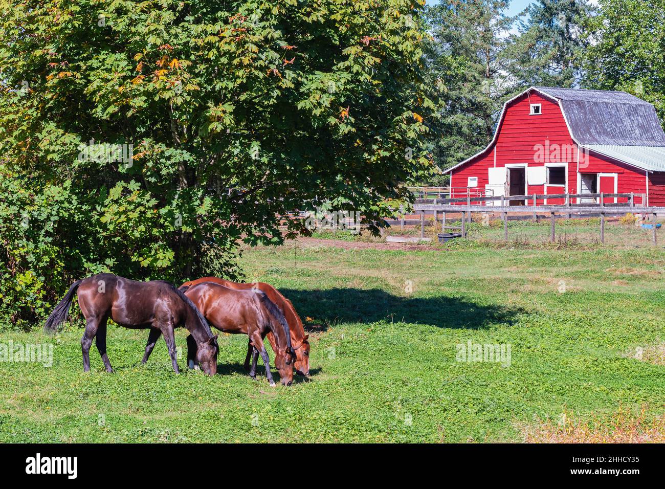 Cavalli bruni che pascolo su pascolo verde in Canada. Cavalli al pascolo e granaio rustico rosso Foto Stock