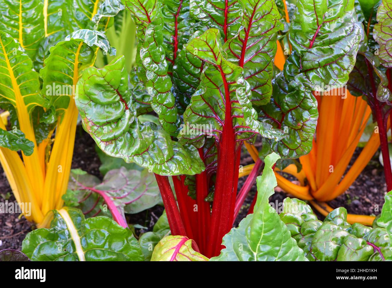Vista dettagliata di verdure a foglia colorata che mostrano la struttura delle vene a foglia. Foto Stock