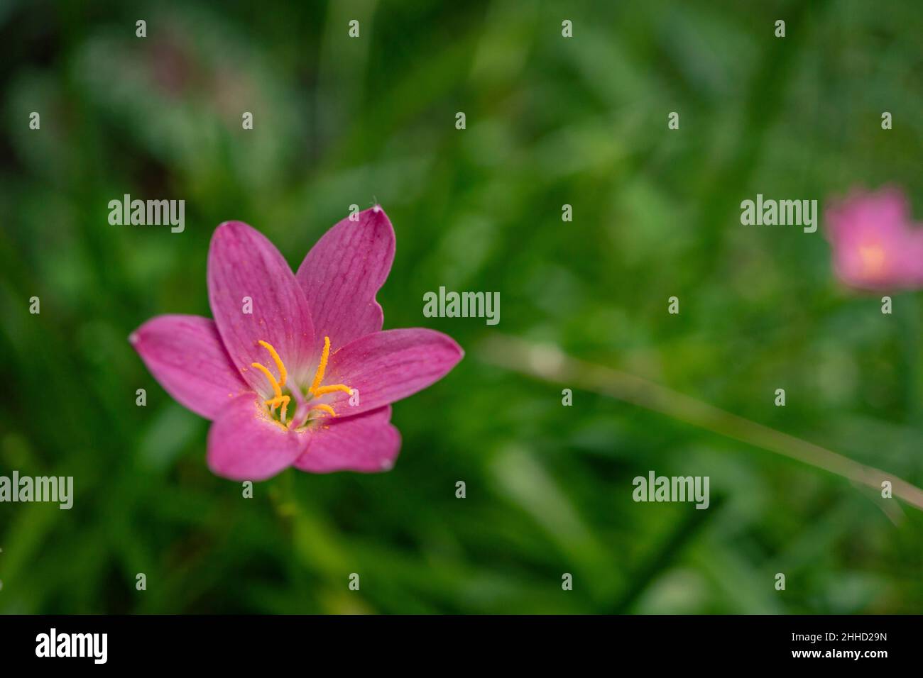 Foto macro di fiori selvatici sul parco in primavera, perfette per opuscoli, poster sulla natura, promozione della natura e viaggiatori. Foto Stock