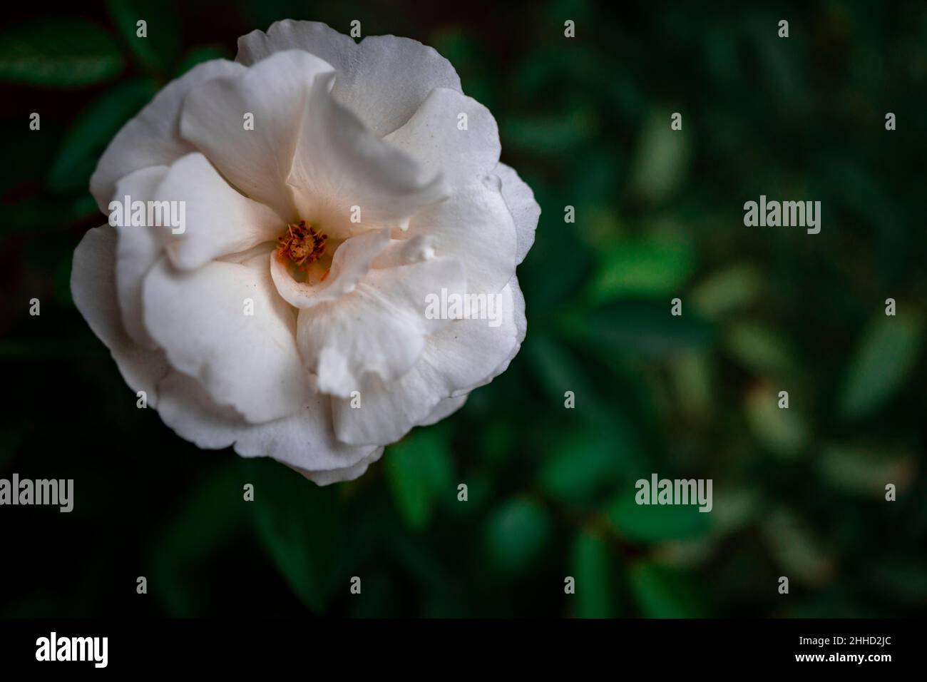 Foto ravvicinate di fiori bianchi di rosa in primavera con sfondo sfocato. Le foto sono perfette per opuscoli e poster sulla natura. Foto Stock